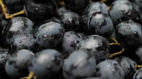 Grape. Camera slowly moves up to show beautiful black grapes. Close-up Stock-Footage 168400466