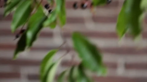 Grape Cherry Bird Cherry Branch Swings Closeup Stock Footage 99165550