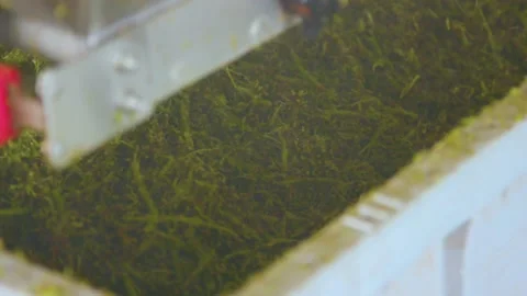 Grape cleaning process at the winery Stock Footage 169139200