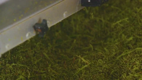 Grape cleaning process at the winery Stock Footage 169139242