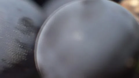 Grape close up 2 Stock Footage 336010167