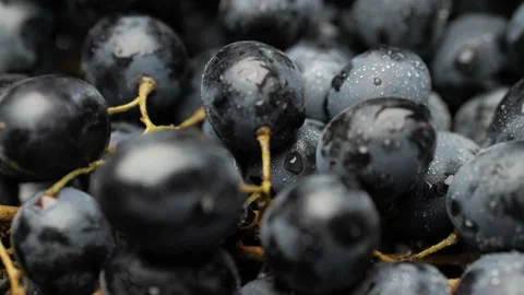 Grape. Close-up camera slowly moves down to show beautiful black grapes in dew Vídeos de archivo 168426702