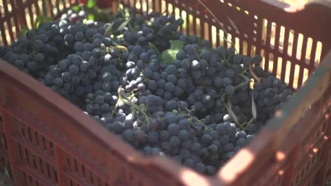Grape Close Up Stock Footage 336010232