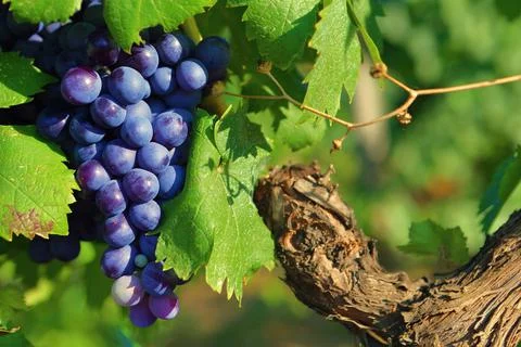 Grape close-up on a vine 스톡 사진