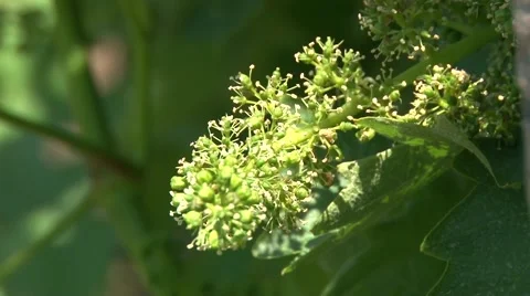 Grape cluster in bloom Stock-Footage 50582634