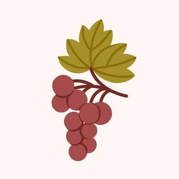 Grape cluster botanical vector illustration Stock Illustration