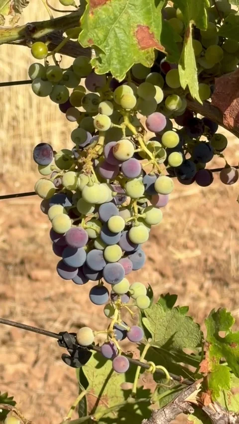 Grape cluster changing color during veraison stage on vine Stock Footage 340508965