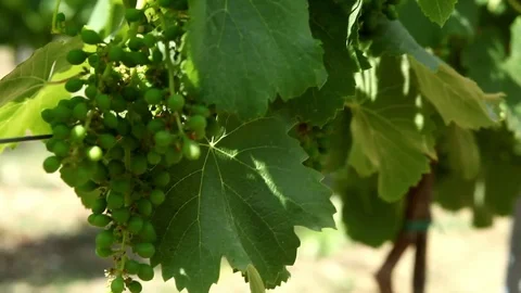 Grape cluster close up 2 Stock Footage 78985313