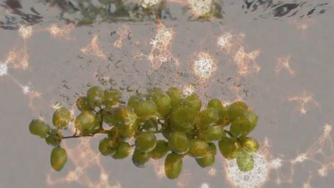 Grape cluster entering tank then sinking with rotation and bubble formation Stock Footage 313307133