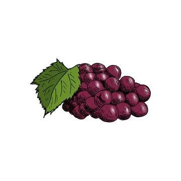 Grape cluster with grape leaf Vintage Hand Drawn Sketch Vector illustration. Stock Illustration