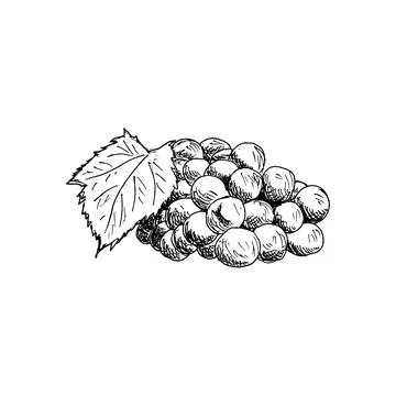 Grape cluster with grape leaf Vintage Hand Drawn Sketch Vector illustration. Stock Illustration