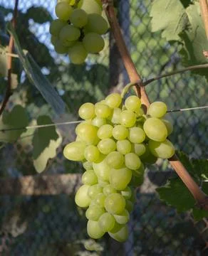 Grape cluster hanging from vine in vineyard, suitable for agriculture visua.. Stock Photos