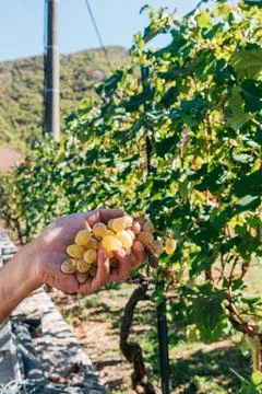 Grape Cluster Hold Hand for Ripeness Inspection Among Vineyard Vines outdoor Stock Photos