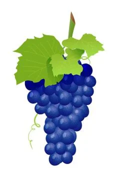 Grape cluster isolated on white Stock Illustration