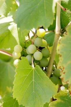 Grape cluster with leaves Stock Photos