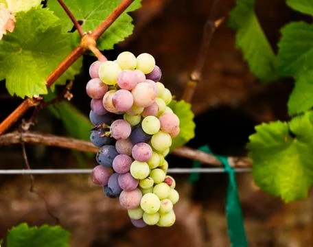 Grape cluster Stock Photos