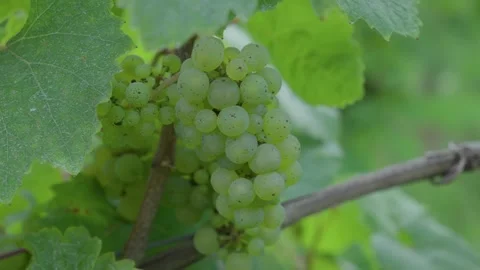 Grape cluster Riesling up-close attached to the vine, vineyard Moselle region Stock Footage 336690306