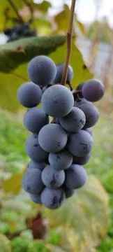 Grape Cluster with Soft Background Blur 스톡 사진