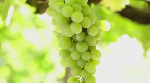 Grape cluster in vineyard - close up Stock Footage 35948634