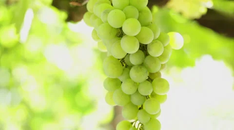 Grape cluster in vineyard - close up - panning Stock Footage 35948794