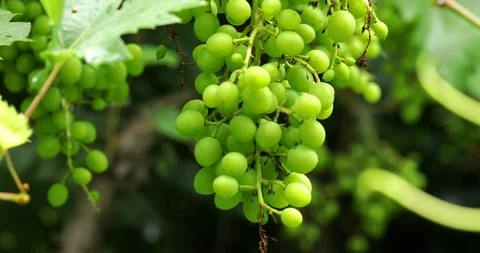 Grape cluster waving on wind, steadicam close-up Stock Footage 91691074
