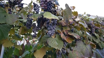 Grape clusters on a background of the sky Stock Footage 85894297