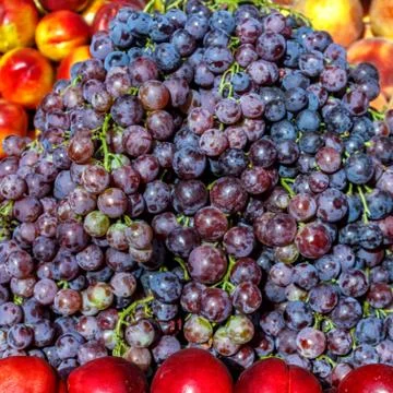 Grape clusters of blue grapes on a table among fruits. Stock Photos