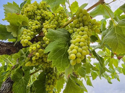 Grape clusters hang beneath green leaves against a bright sky during the gr.. Stockfoto's