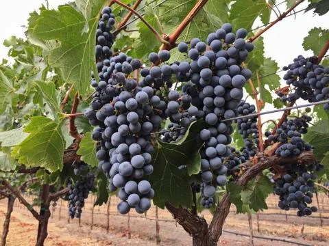 Grape Clusters In Napa Vineyard Stock Photos