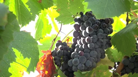 Grape clusters ripening in August - 441 Video stock 311019600