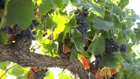 Grape clusters ripening in August - 442 Stock Footage 311019601