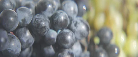 Grape clusters served as food 4K sliding anamorphic video Stock Footage 317215690