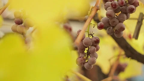 Grape clusters on a vine among yellow leaves in the autumn day after a rain Stock Footage 81527475