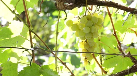 Grape clusters in vineyard Stock Footage 35960266
