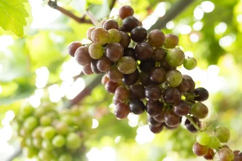 Grape clusters in a vineyard in Thailand Stock Photos