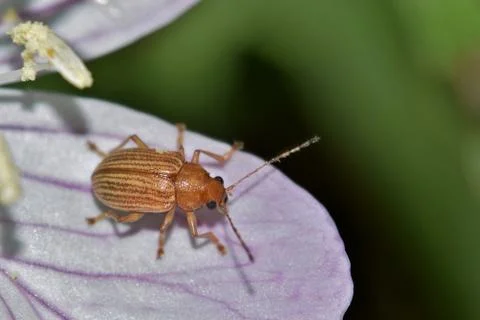 Grape Colaspis Beetle Stock Photos