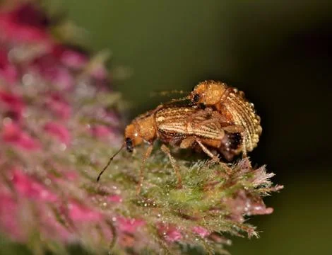 Grape Colaspis Beetles Mating Stock Photos