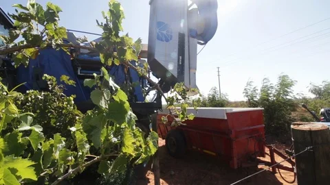 Grape collection and dumping Video stock 119300088