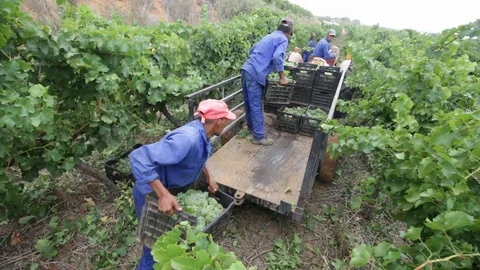 Grape collection Video stock 119300226