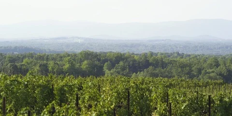 Grape crops on the vines in vineyard Stock Footage 103821502