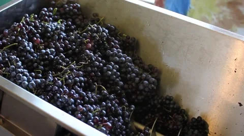 Grape Crush 1 스톡 동영상 50620832