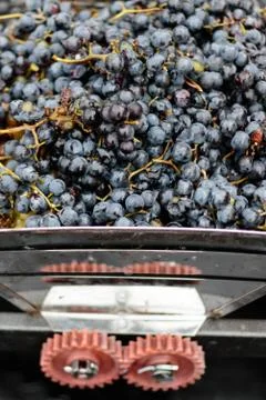 Grape in crusher Stock Photos