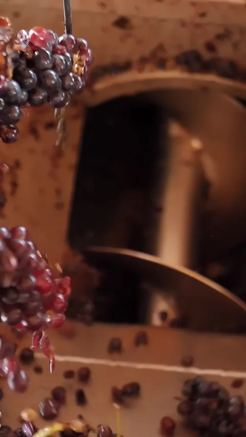 Grape crusher with screw feed. close-up. Vine grapes separator. grape berries Stock-Footage 318463467