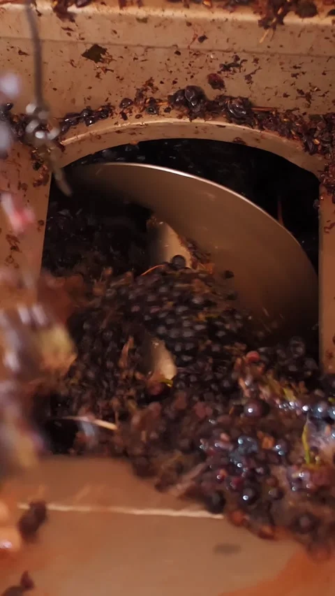 Grape crusher with screw feed. Stock Footage 321536401