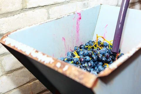 Grape in Crushing Machine Stock Photos