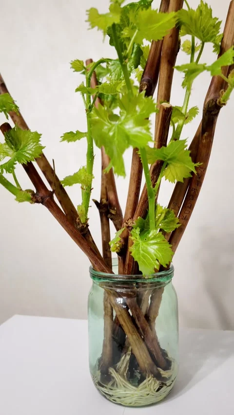 Grape cuttings with developed roots and fresh green shoots in water-filled .. Stock Footage 299932065