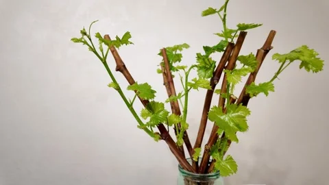Grape cuttings with established roots and emerging green shoots in jar of w.. Stock Footage 299932077