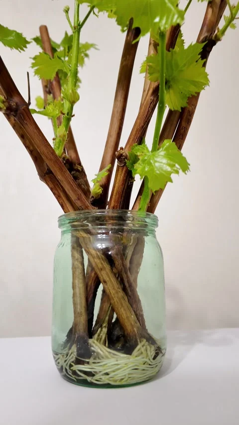 Grape cuttings with roots and young green sprouts in jar of water, indicati.. Stock Footage 299932096