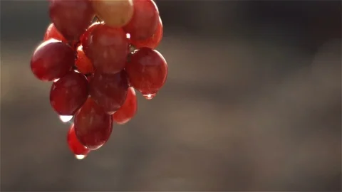 Grape with dew drop after rain 库存影片 94394102