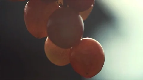 Grape with dew drop after rain Vidéo 94394298